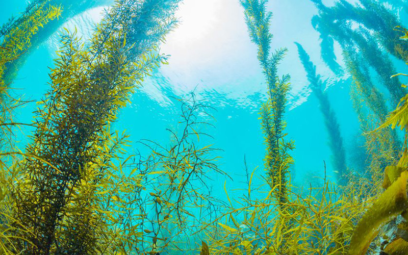 无氯杀菌灭藻剂